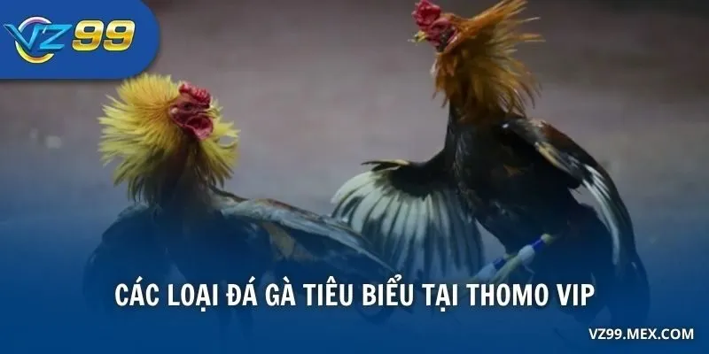 Các loại đá gà tiêu biểu tại Thomo VIP