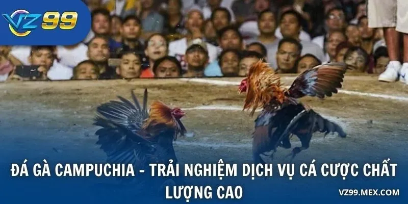 Đá gà Campuchia - trải nghiệm dịch vụ cá cược chất lượng cao