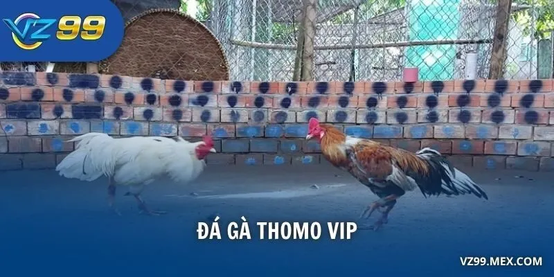 Đá gà Thomo VIP