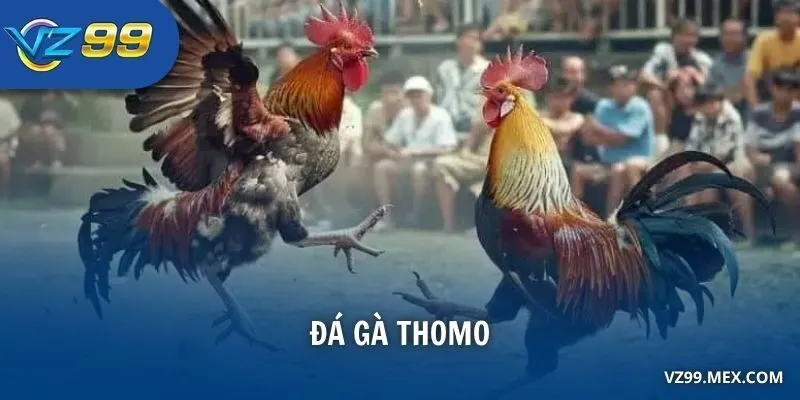 Đá Gà Thomo