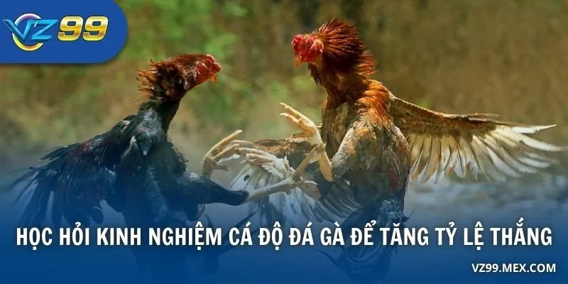 Học hỏi kinh nghiệm cá độ đá gà để tăng tỷ lệ thắng