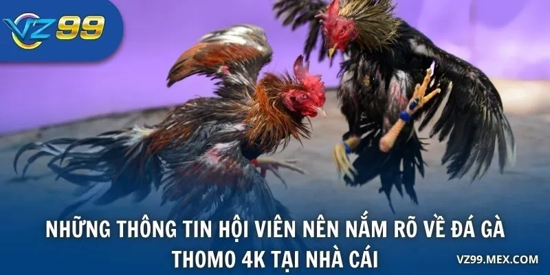 Những thông tin hội viên nên nắm rõ về Đá Gà Thomo 4K tại nhà cái