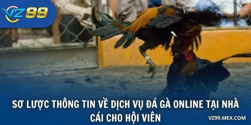 Sơ lược thông tin về dịch vụ đá gà online tại nhà cái cho hội viên