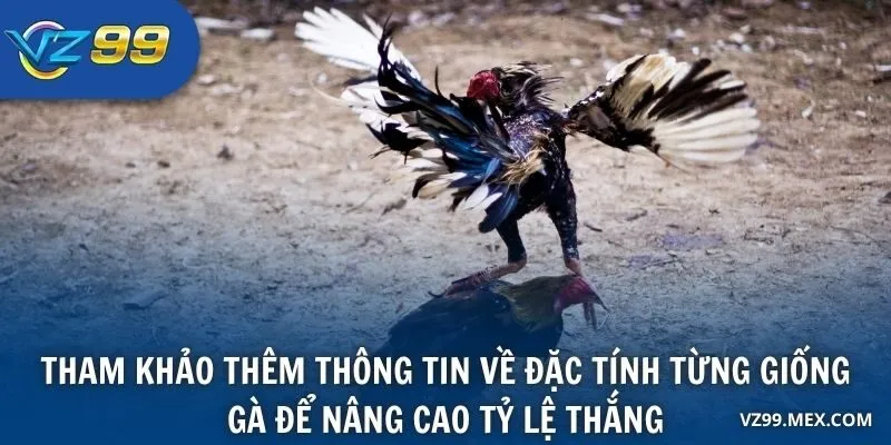 Tham khảo thêm thông tin về đặc tính từng giống gà để nâng cao tỷ lệ thắng